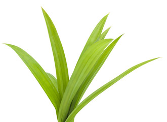 closeup green fresh pandan leaves