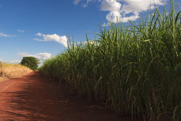 Sugarcane plantation farm landscape