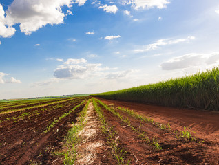 Fototapeta na wymiar Sugarcane plantation farm landscape
