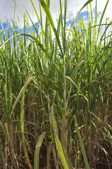 Sugarcane plantation farm landscape