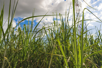 Sugarcane plantation farm landscape