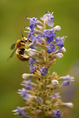 Bee