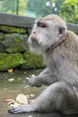 Monkey at sacred monkey forest, Ubud, Bali, Indonesia