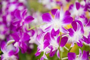 Purple pink orchid