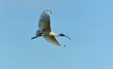 Australian white ibis is flying in the sky
