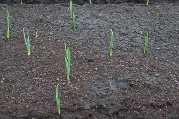 green onions in the garden