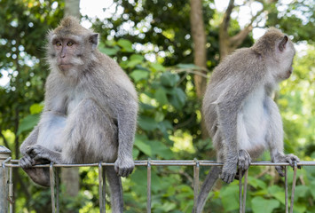 Naklejka premium Monkeys at sacred monkey forest, Ubud, Bali, Indonesia