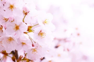 Abwaschbare Fototapete Kirschblüte 桜