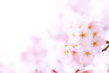 Poster de jardin Fleur de cerisier fleurs de cerisier