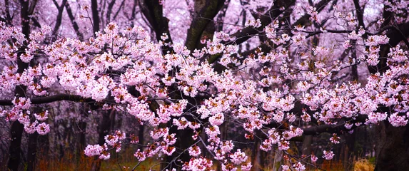 Photo sur Aluminium Fleur de cerisier Branche de cerisier