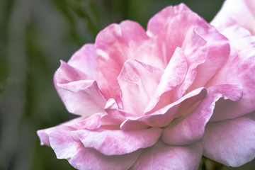 pink rose
