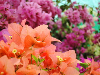 Orange and pink bougainvillea flowers