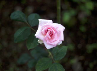 rose