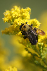 Bee