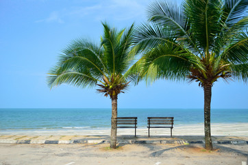 Bench near beach with green coconut tree