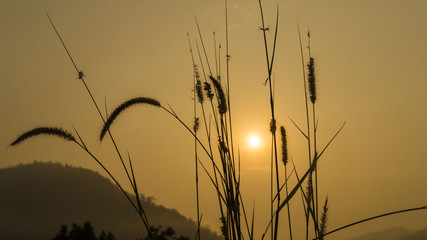 Obraz premium Landscape, morning sun rise from mountain .Clearing in the fores