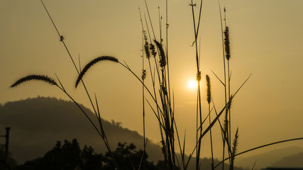 Landscape, morning sun rise from mountain .Clearing in the fores