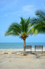 Fototapeta na wymiar Bench near beach with green coconut tree