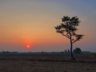 field rice in sunset