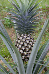 Obraz premium Pineapple tree