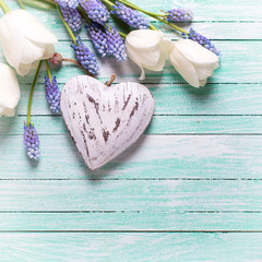 White tulips, blue muscaries  flowers and decorative heart