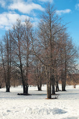 thaw snow lanscape tree