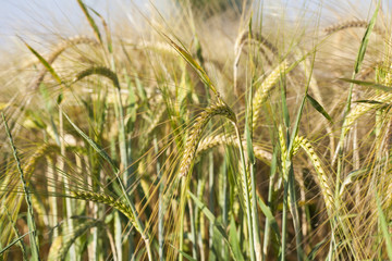 Ripe wheat ears in the summer sunshine