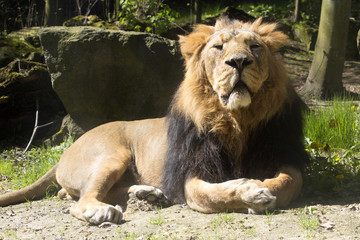 Asiatic lion, Panthera leo persica, lives in a small reserve in India
