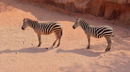 Fototapeta na wymiar due zebre in fila