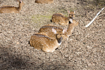 Chital, Axis axis, is abundant Asian deer