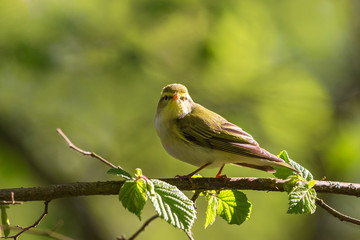 Green Warbler on a branch