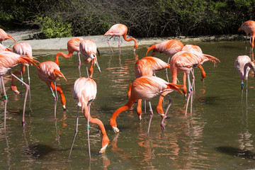 Greater Flamingo, Phoenicopterus ruber, the most colorful colored