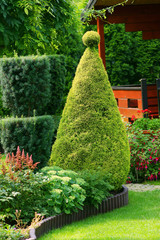 Shorn ornamental plants in a garden
