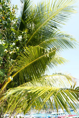 Fototapeta premium Coconut tree