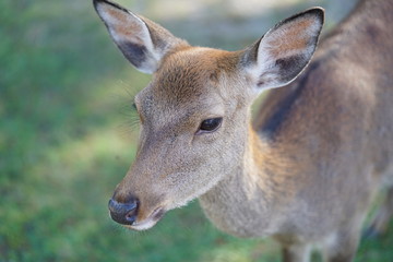 かわいい鹿
