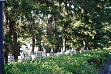 鬱蒼とした木々