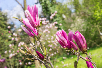 Blooming colorful magnolia flowers in sunny garden or park, springtime