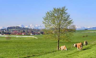 grasende Milchk&uuml;he auf einer Wiese im Alpenvorland