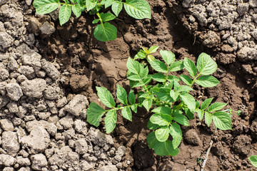 Piantine di patate viste dall'alto
