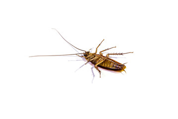Cockroach isolated on white background