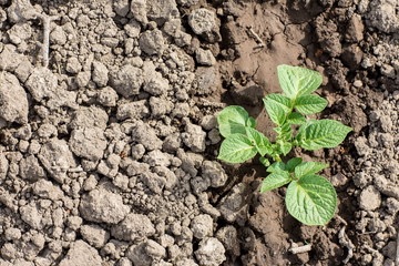 Piantina di patate su terreno argilloso