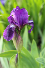 Purple iris flower close up
