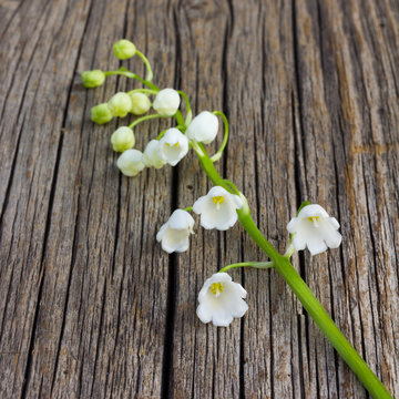 white flower Lily of the valley on old gray wooden board was cracked. Selective focus. square photo