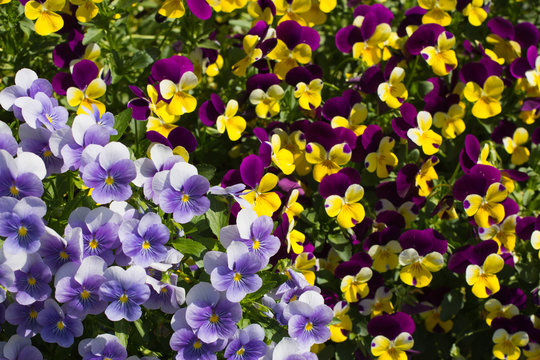 花 パンジー Pansy Violet
