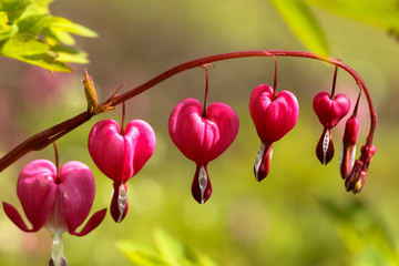 Bunch of colorful heart flowers on the twig