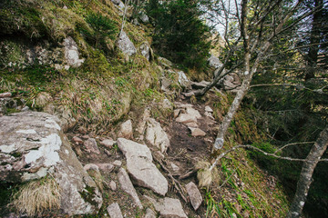 Stairs path in the forest for hiking.A staircase path in a densely wooded area in Lac Blanc,Alsace,Colmar.
