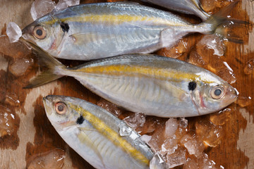 yellowstripe scad fish.