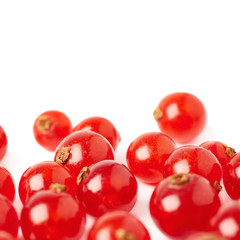 Red Currant isolated over white background