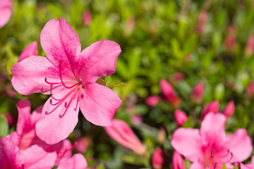 花 皐月 サツキ Rhododendron indicum