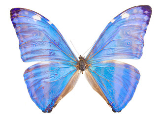  morpho adonis blue butterfly